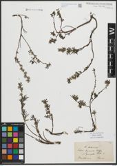 Foto von Salix repens L.